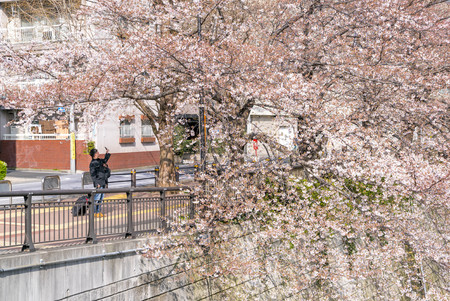Tokyo, Japan - April 3, 2017: Many people enjoy viewing cherry blossoms (sakura hanami) at Meguro River. Meguro River is the most famous place to enjoy cherry blossoms which is a Japanese custom.の写真素材