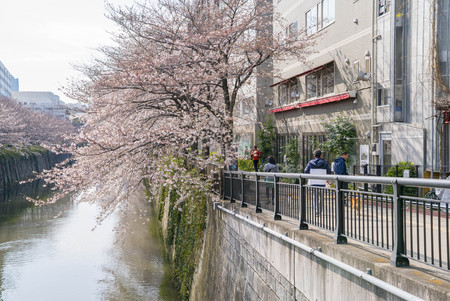 Tokyo, Japan - April 3, 2017: Many people enjoy viewing cherry blossoms (sakura hanami) at Meguro River. Meguro River is the most famous place to enjoy cherry blossoms which is a Japanese custom.のeditorial素材