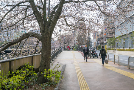 Tokyo, Japan - April 3, 2017: Many people enjoy viewing cherry blossoms (sakura hanami) at Meguro River. Meguro River is the most famous place to enjoy cherry blossoms which is a Japanese custom.のeditorial素材