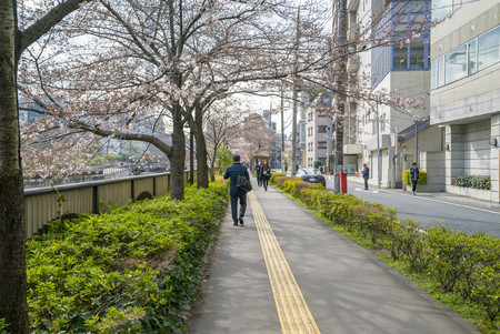 Tokyo, Japan - April 3, 2017: Many people enjoy viewing cherry blossoms (sakura hanami) at Meguro River. Meguro River is the most famous place to enjoy cherry blossoms which is a Japanese custom.のeditorial素材