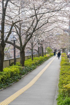Tokyo, Japan - April 3, 2017: Many people enjoy viewing cherry blossoms (sakura hanami) at Meguro River. Meguro River is the most famous place to enjoy cherry blossoms which is a Japanese custom.のeditorial素材