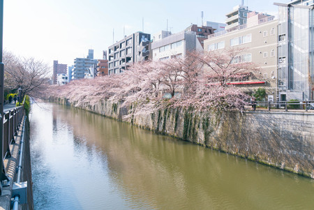 Tokyo, Japan - April 3, 2017: People passing by at Meguro River during cherry blossoms (sakura hanami). Meguro River is the most famous place to enjoy cherry blossoms which is a Japanese custom.のeditorial素材