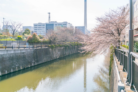 Tokyo, Japan - April 3, 2017: People passing by at Meguro River during cherry blossoms (sakura hanami). Meguro River is the most famous place to enjoy cherry blossoms which is a Japanese custom.のeditorial素材