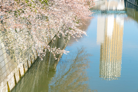 Tokyo, Japan - April 3, 2017: People passing by at Meguro River during cherry blossoms (sakura hanami). Meguro River is the most famous place to enjoy cherry blossoms which is a Japanese custom.のeditorial素材