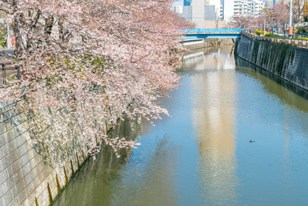 Tokyo, Japan - April 3, 2017: People passing by at Meguro River during cherry blossoms (sakura hanami). Meguro River is the most famous place to enjoy cherry blossoms which is a Japanese custom.のeditorial素材