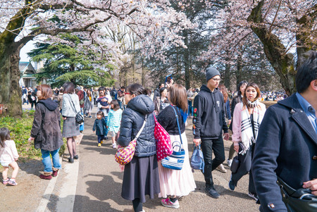 Shinjuku, Tokyo, Japan - April 02, 2017: Shinjuku Gyoen National Park during early cherry blossom (sakura hanami). It is one of the most famous place to view sakura flowerのeditorial素材