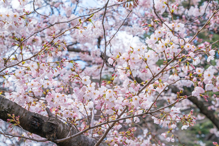 Shinjuku, Tokyo, Japan - April 02, 2017: Shinjuku Gyoen National Park during early cherry blossom (sakura hanami). It is one of the most famous place to view sakura flowerのeditorial素材