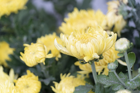 Colourful tropical flower, close macro selective focus.の写真素材