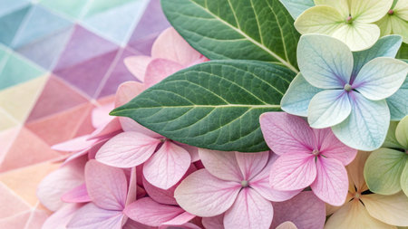 Colorful hydrangea flowers and leaf on colorful background.の素材