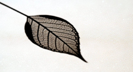 Leaf shadow on a white sheet of paper. Close-up.の素材