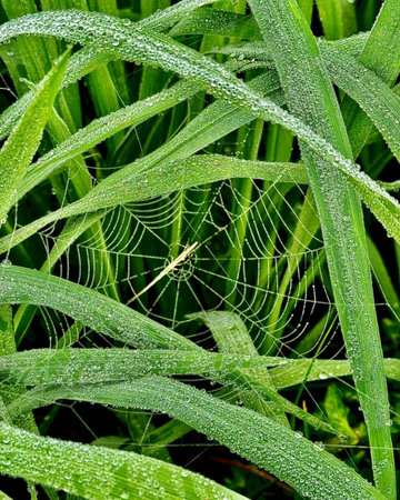 Spider web with dew drops on green grass in the morning.の写真素材