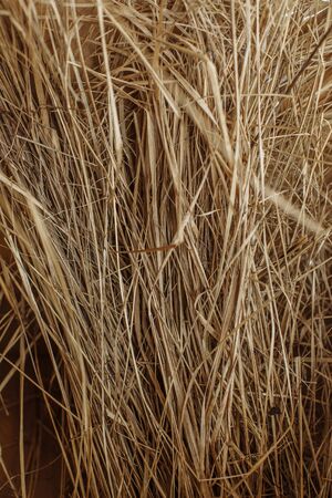 dry yellow grass close up
