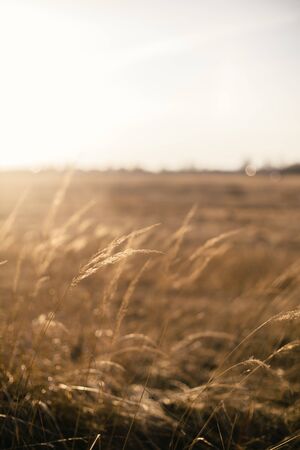 dry grass dry plant straw sunset close up
