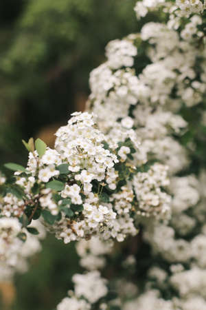 Flowering bush with many white small inflorescences