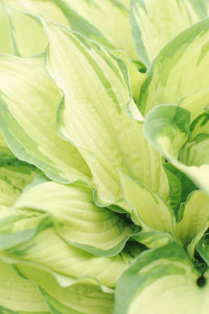 Fresh, young, green leaves in full screen.の写真素材