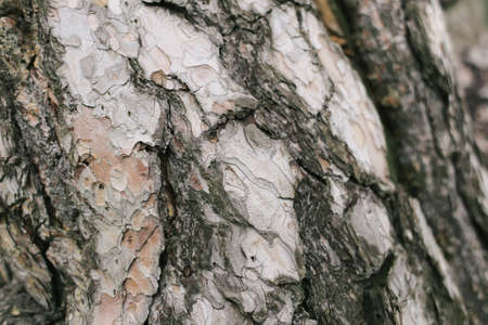 Old, brown pine bark full screen.の写真素材