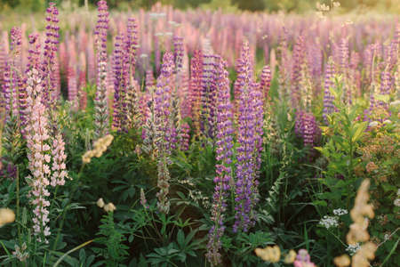 A lot of beautiful, blooming lupins in the setting sun.の写真素材