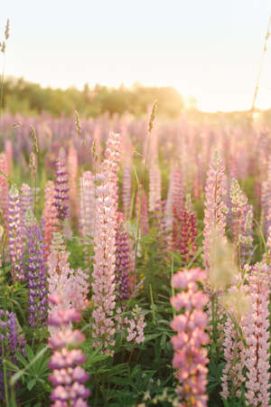 A lot of beautiful, blooming lupins in the setting sun.の写真素材