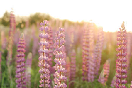 A lot of beautiful, blooming lupins in the setting sun.