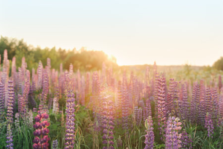 A lot of beautiful, blooming lupins in the setting sun.の写真素材