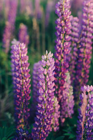A lot of beautiful, blooming lupins in the setting sun.の写真素材