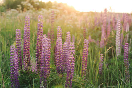 A lot of beautiful, blooming lupins in the setting sun.の写真素材