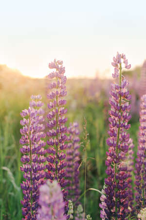 A lot of beautiful, blooming lupins in the setting sun.の写真素材