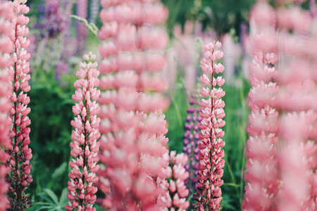 A lot of beautiful, blooming lupins in the setting sun.の写真素材