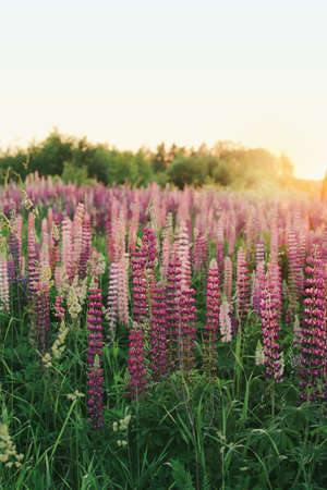 A lot of beautiful, blooming lupins in the setting sun.の写真素材