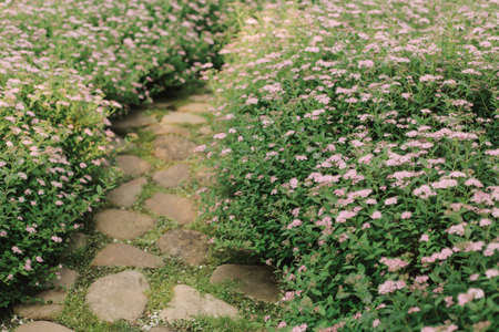 Many identical, beautiful flowers in the garden.の写真素材