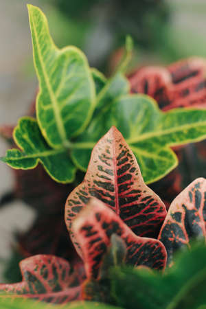 Green, juicy, fresh plants in greenhouse conditions.