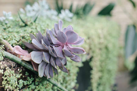 Green, juicy, fresh plants in greenhouse conditions.の写真素材