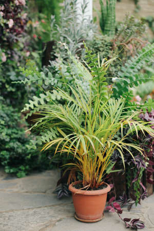 Green, juicy, fresh plants in greenhouse conditions.の写真素材