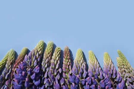 Bright, juicy lupins on a bright and beautiful background in full screen.