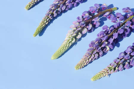 Bright, juicy lupins on a bright and beautiful background in full screen.の写真素材