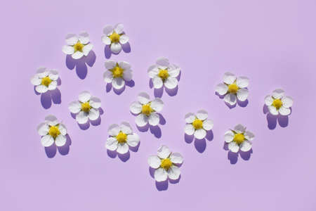 Bright, juicy, spring flowers in nature in full screen.の写真素材