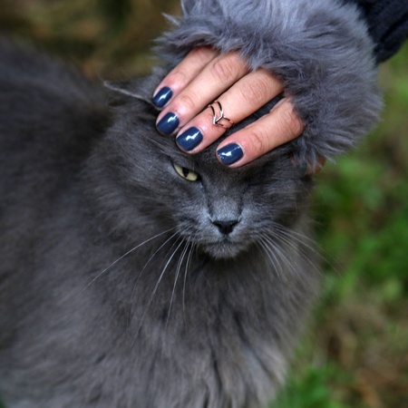 Touching gray cats head with gray winter glovesの素材