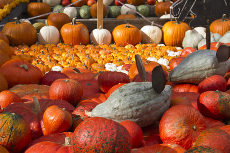 Pumpkin display on pumpkin festivalのeditorial素材