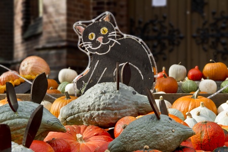 Wooden cat looking at pumpkin mice in a pumpkin fieldの写真素材