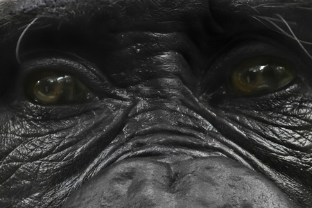 Dark glance of a gorillaの写真素材