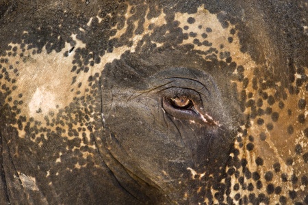 Close up shot of an asian elephant head