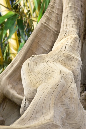 Parasitical strangler fig in Asiaの写真素材