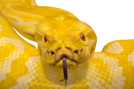 Easy to select yellow pythonの写真素材