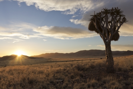 Sunset in Namibia with Quiver tree in the foregroundの写真素材