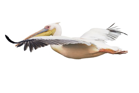 flying pelicanの写真素材