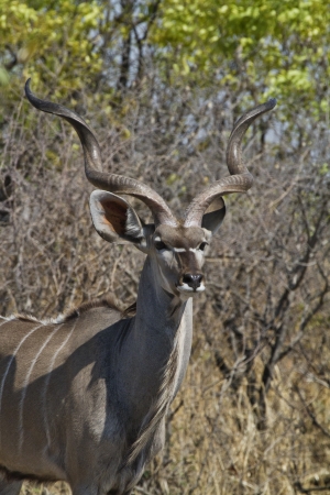 Greater Kudu looks for enemiesの写真素材