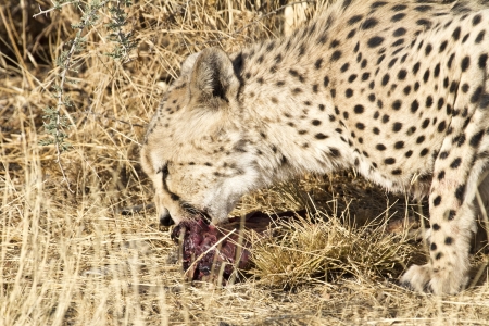 cheetah eats his preyの写真素材