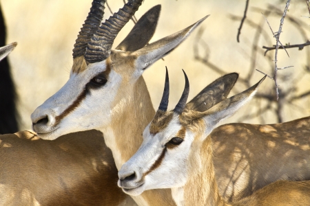 herd of springbok standing under a treeの写真素材