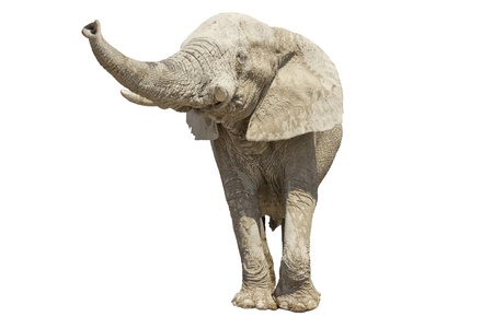 elephant on white backgroundの写真素材