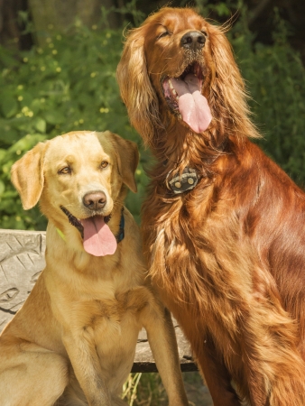 Two dogs sitting on a bench and look to the owner
